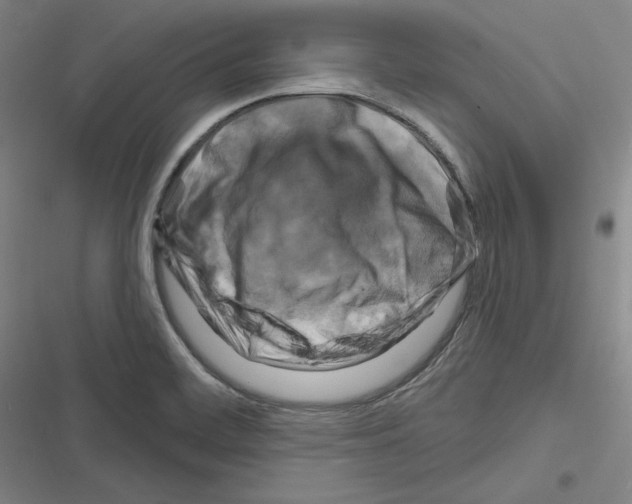 X0000116281468201001111025