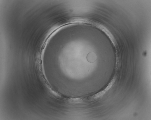 X0000116281481201001111025