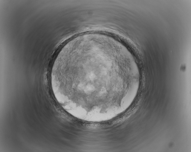 X0000116281497201001111024