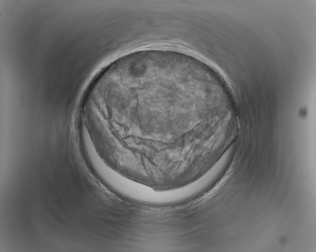 X0000116281506201001111024