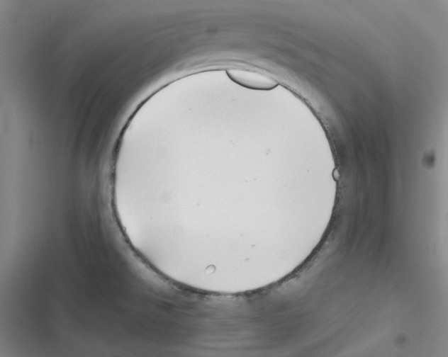 X0000116281526201001111025