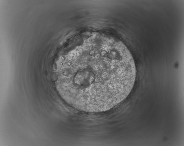 X0000116291009200912211836