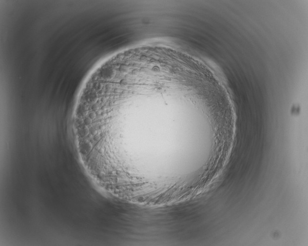 X0000116290816201001111055