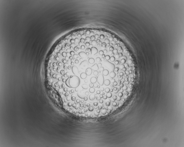 X0000116290838201001111055