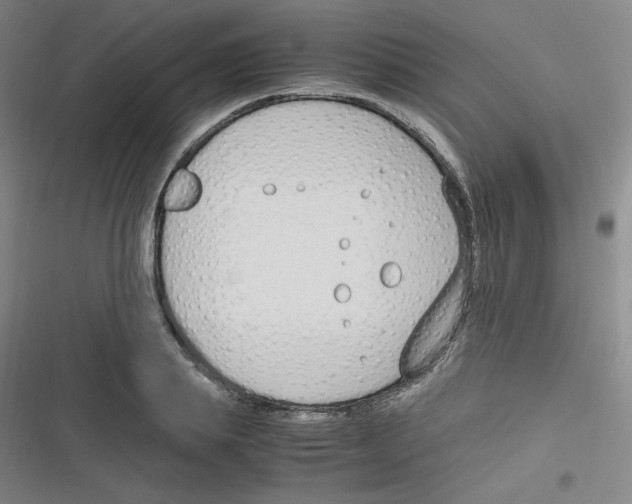 X0000116290839201001111055