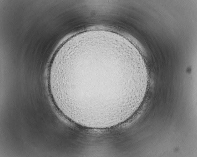 X0000116290854201001111055