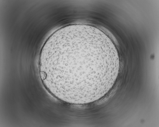 X0000116290855201001111055