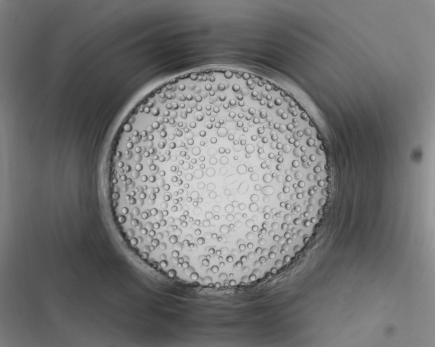 X0000116290955201001111054