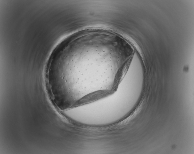 X0000116290989201001111053