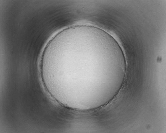 X0000116291008201001111052