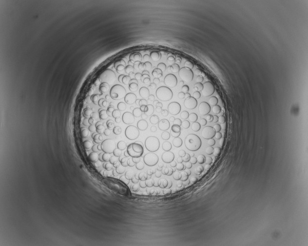 X0000116291020201001111052