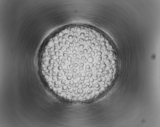 X0000116291022201001111052