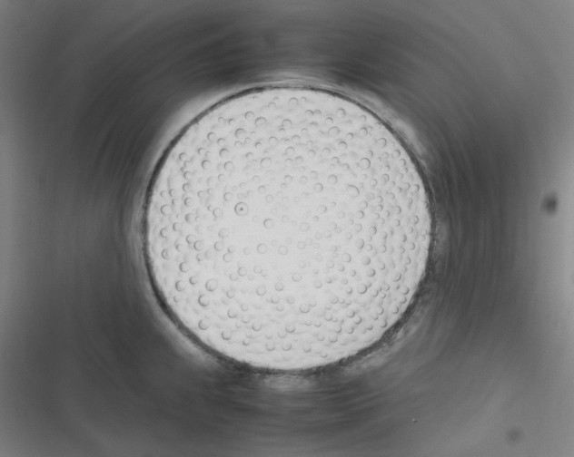 X0000116291239201001111050