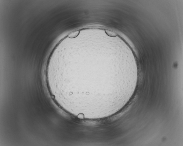 X0000116291245201001111050