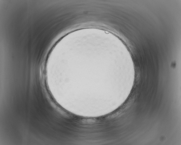 X0000116291515201001111046