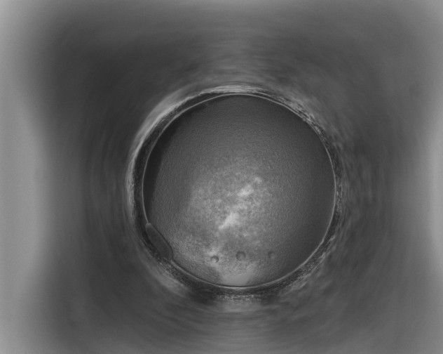 X0000116300296200912071254