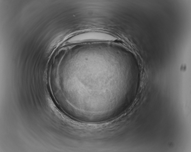 X0000116300002200912141346