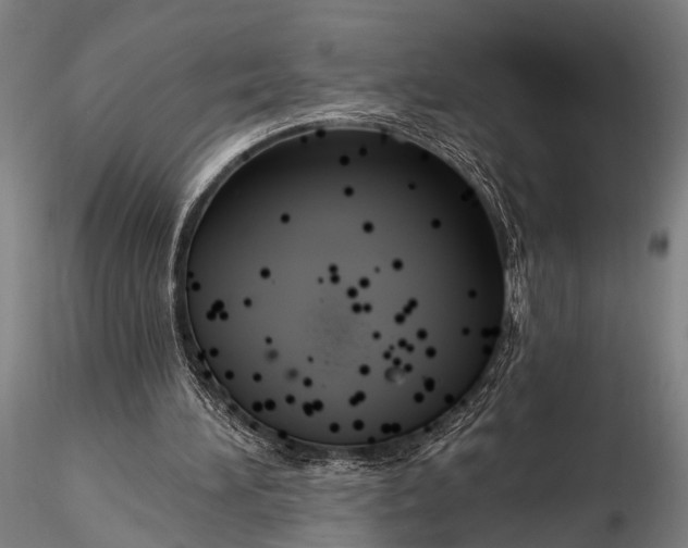 X0000116300196200912141343