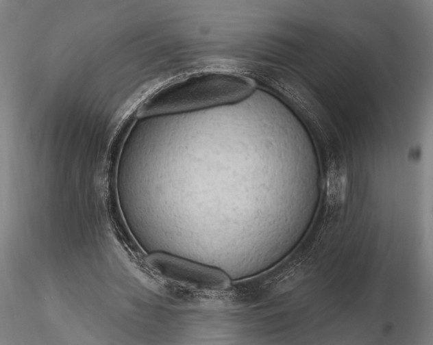 X0000116300436200912141339