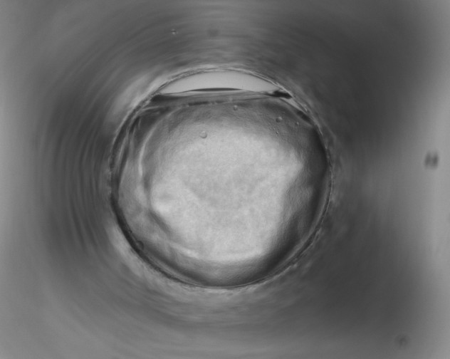 X0000116300002200912211911