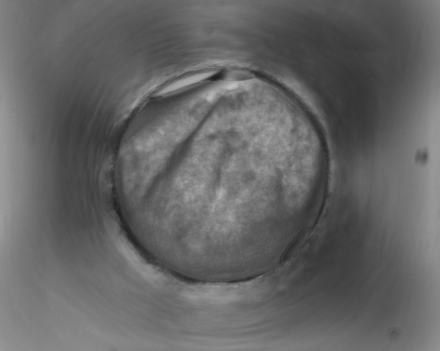 X0000116300009200912211911