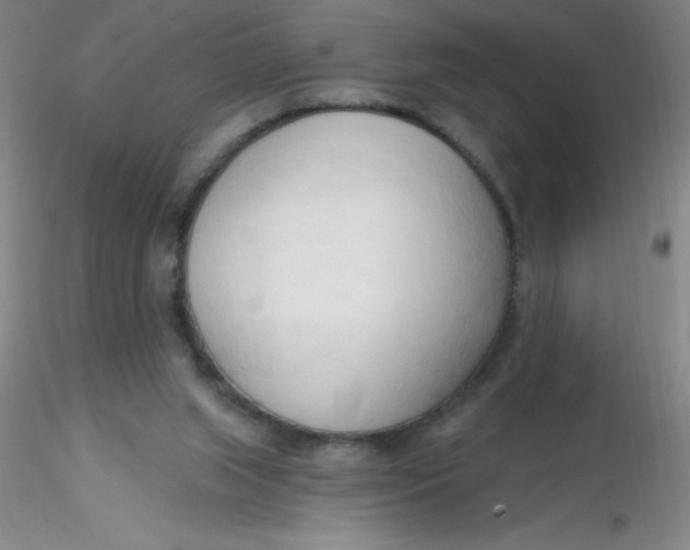 X0000116300063200912211910