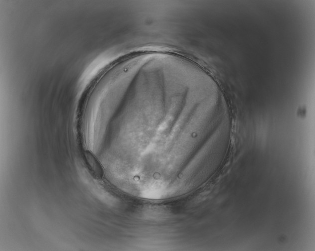 X0000116300296200912211907