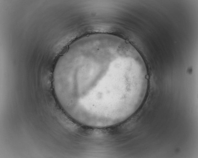 X0000116300305200912211907