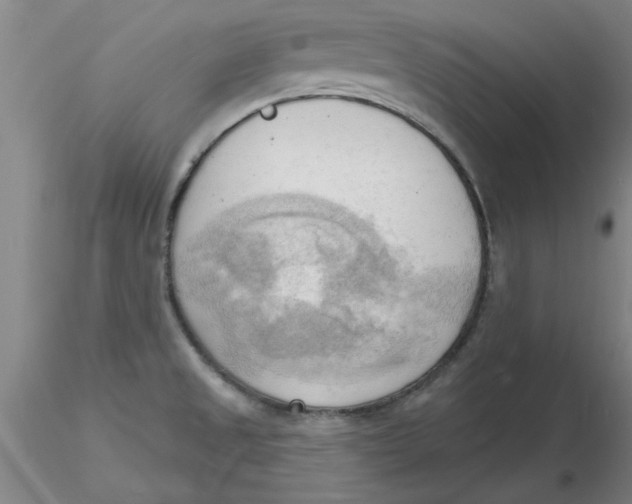 X0000116301525200912211851