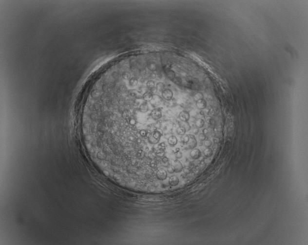 X0000116301215200912291425