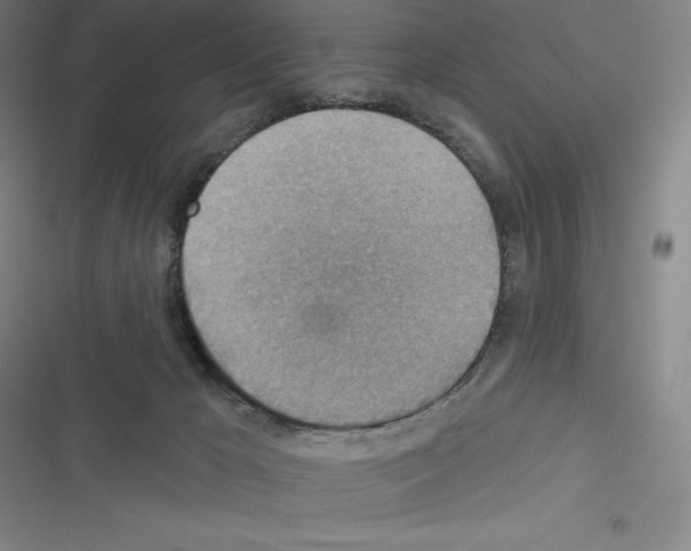 X0000116300029201001111127