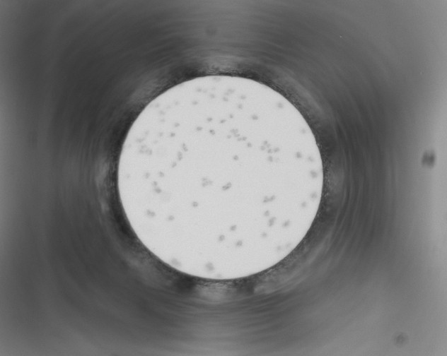 X0000116300079201001111126