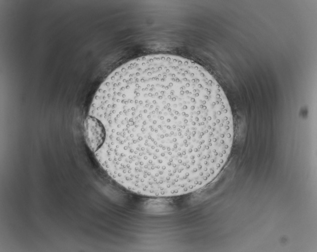 X0000116300179201001111125