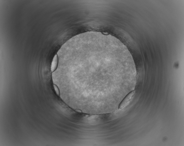 X0000116300186201001111125