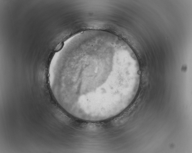 X0000116300305201001111123