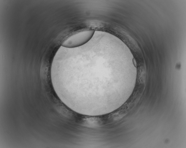 X0000116300417201001111121