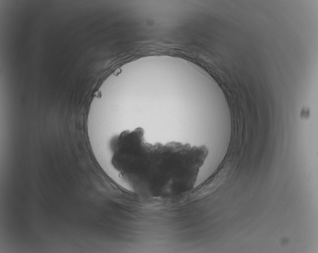 X0000116300624201001111119