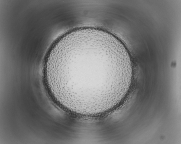 X0000116300632201001111118