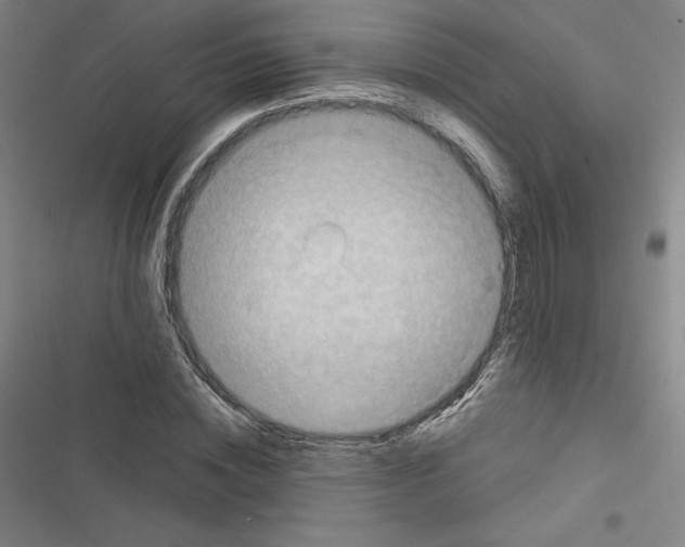 X0000116300828201001111115