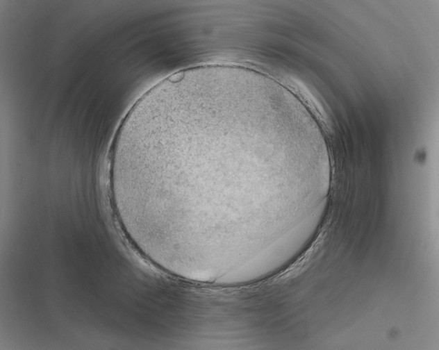 X0000116300900201001111115