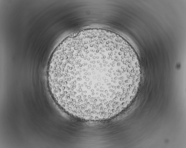 X0000116300906201001111115