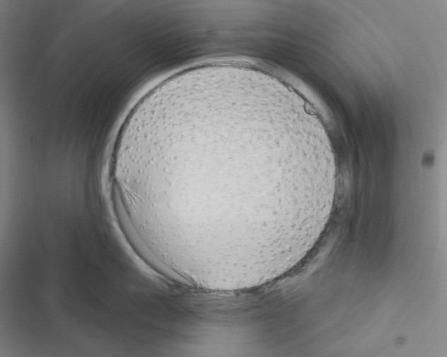 X0000116300959201001111115