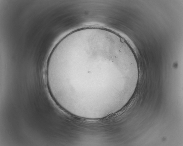 X0000116301295201001111109