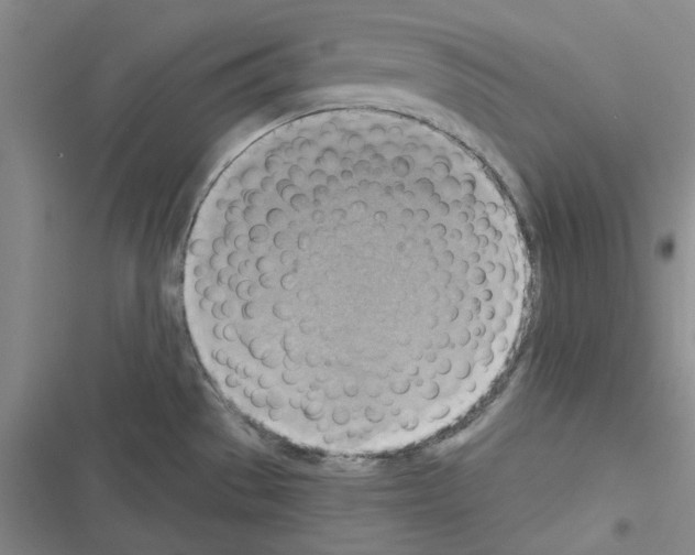 X0000116301529201001111107