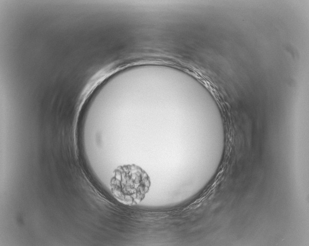 X0000116310296200911301041