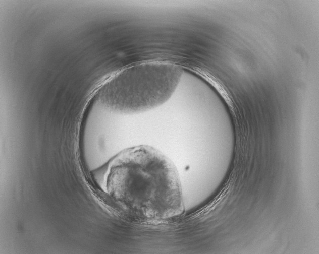 X0000116310437200911301039