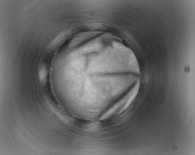 X0000116310124200912211931