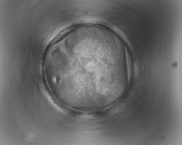 X0000116310581200912211924