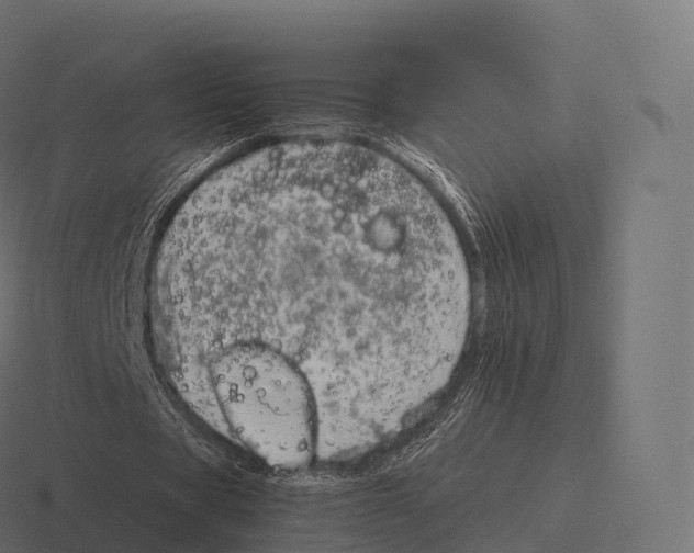 X0000116310529200912291453