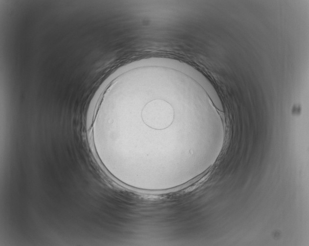 X0000116310528201001111141